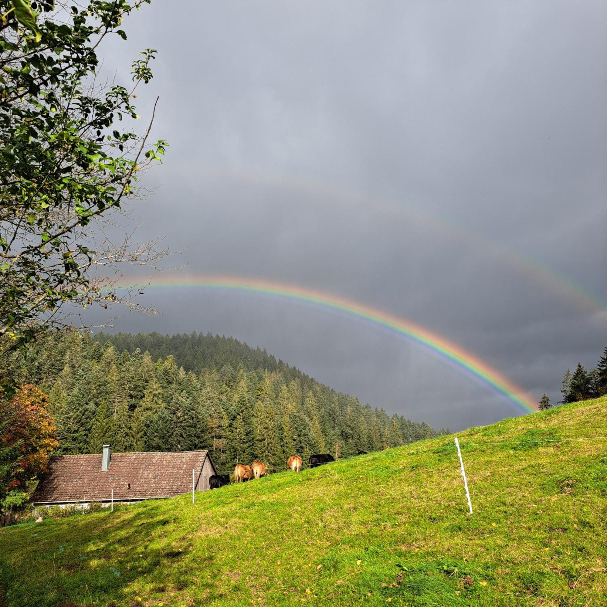 Ferienhaus Schwarzwald Seewald Erzgrube Badesee 100% Natur Esterno foto