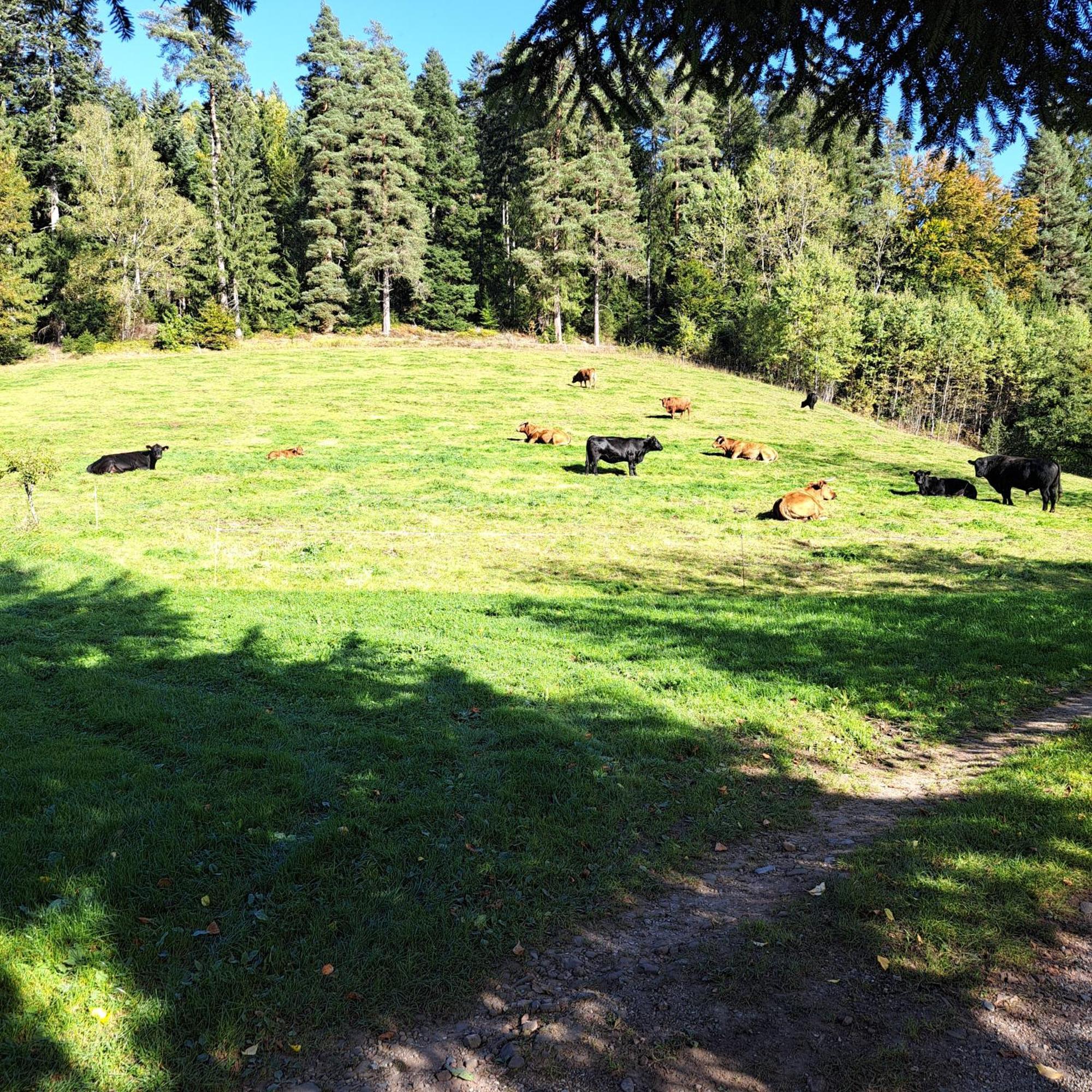 Ferienhaus Schwarzwald Seewald Erzgrube Badesee 100% Natur Esterno foto